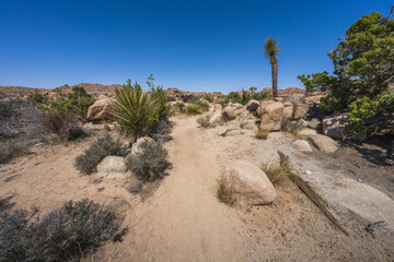 hiking the lost horse mine loop trail in joshua tree national park, california, usa