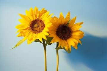 Two sunflowers in the sunny ambience. Light blue background with shadow. Generative AI