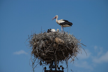 a mother stork with her two cubs stands in her nest, on a background of blue sky