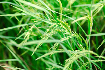 Fototapeta na wymiar Rice ears in a bright green field. In the morning with fog And dew on the leaves.