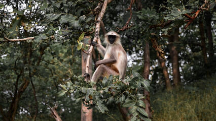 monkey in forest