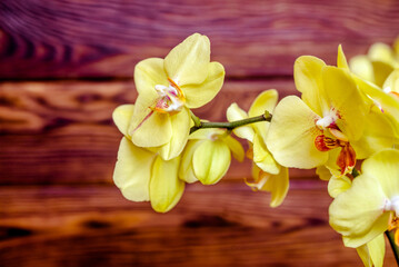 A branch of yellow orchids on a brown wooden background
