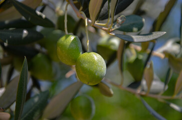 green olives on tree