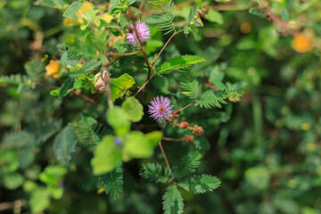Green plant in the forest