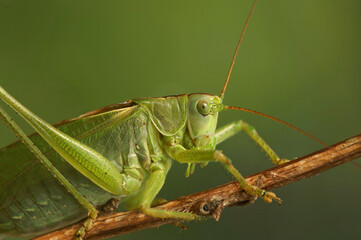 Closeup on the great green bush-cricket, Tettigonia viridissima