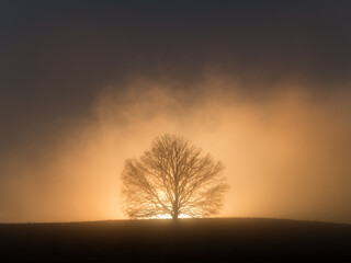 Foggy winter sunrise behind an elm tree on a ridge