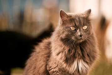 Pet in the Sunset Glow. Portrait of a Gorgeous Cat Enjoying the Rural Serenity. A Beautiful Pet in Nature