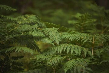 Beautiful Green Fern in the Forest. A Touch of Nature. Natural background.