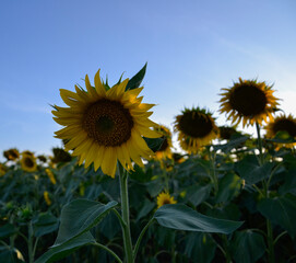 Sunflower