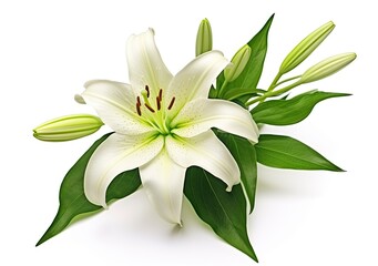 Beautiful fresh lily flower with green leaves, isolated on white background.