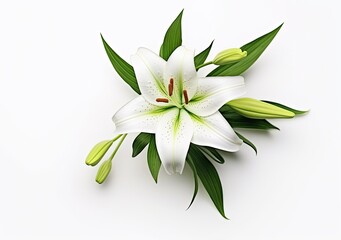 Beautiful fresh lily flower with green leaves, isolated on white background.