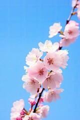 Cherry Blossom Against Clear Blue Sky.