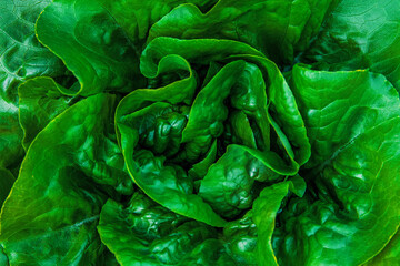 Head of lettuce in the summer garden