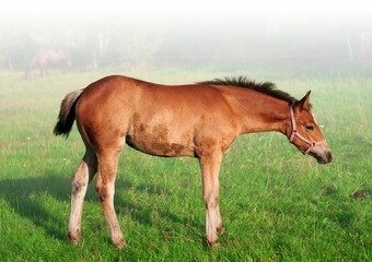 Fototapeta premium Isolated close-up of Foal grazing. Horse on nature. Portrait of a horse, brown horse