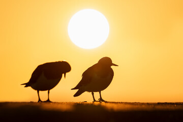 A pair of Turnstones on the seawall at sunrise