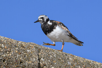 Turnstone walking along the seawall