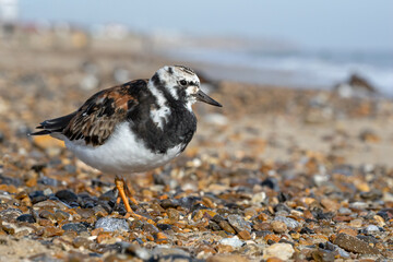 Turnstone foraging on a shingle shoreline