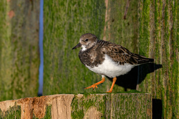 Turnstone foraging on a groyne post