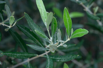 Infestation of white cotton wool-like mealybugs in the branches and on the leaves of an olive tree