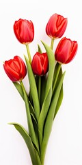 Obraz premium Red tulips isolated on white background.