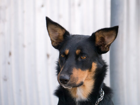 Close up shot of the face of an alert Kelpie dog