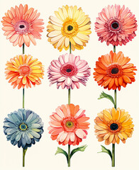 Layout of multicolored gerberas on a white background. Watercolour summer paint drawing. Close-up.