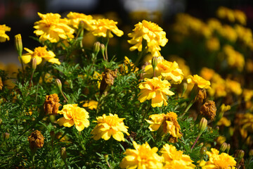 開成山公園に咲く花