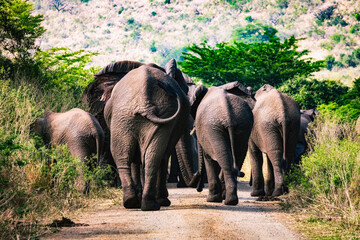 Elephants in Hluhluwe Imfolozi Park, South Africa blocking the road walking in front of a safari car.