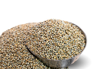 Bajra (Pearl millet) isolated on white background