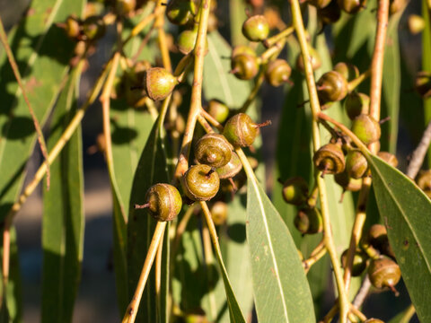 Gum nuts on a eucalyptus tree