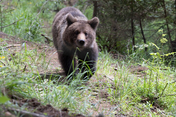 Brown bear walking in green summer forest meadow.