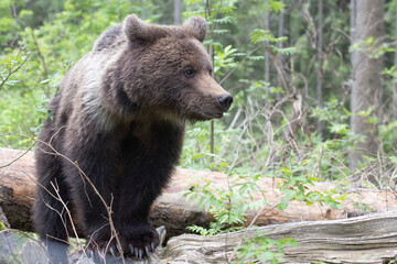 Fototapeta premium Brown bear walking on fallen tree in spruce forest.