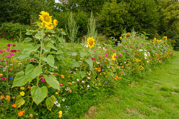 Blumenbeet mit blühenden Sonnenblumen (Helianthus annuus), Nordrhein-Westfalen, Deutschland
