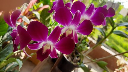Dendrobium orchid flower in full Bloom