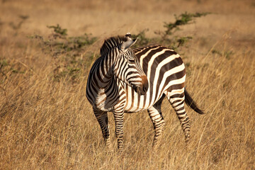 Fototapeta na wymiar Zebra looking over its shoulder to the right with golden grass behind it in the late afternoon golden hour sun