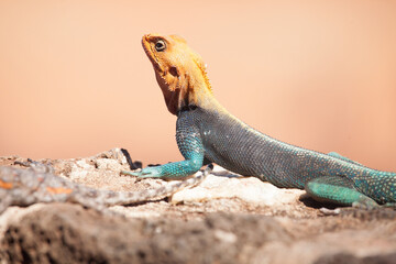 Beautiful blue and orange agama lizard in africa. Closeup detail of scales and colors.