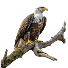 Foto op Plexiglas anti-reflex beautiful eagle © PNG Aom.WingWon