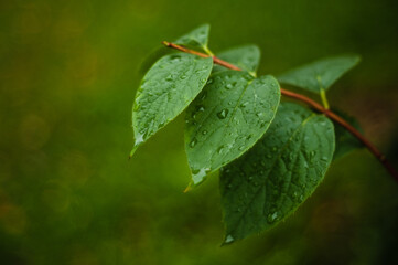 green leaf with water drops
