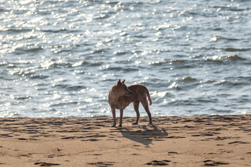 A stray dog standing beside the sea on a quiet beach.