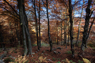 Autunno all'oasi Zegna