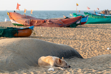 A stray dog lying alone beside fishing boats on the soft sand of the Ullal beach near Mangalore.