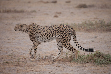 Beautiful cheetah stalking across the savanna