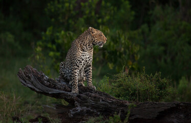Beautiful leopard posing on a log, growling with a green lush background
