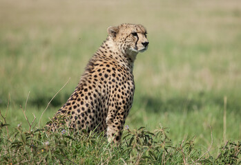 Intimate encounter with a cheetah on the African plains