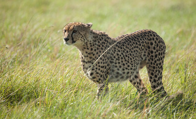 Intimate encounter with a cheetah on the African plains