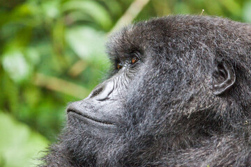 Pondering thinker: A Mountain Gorilla looking off in the distance