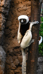 A Coquerel's Sifaca on a tree
