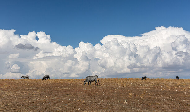 Morucha breed cows grazing in the field and blue sky with large white clouds. Montejo, Salamanca, Castilla y Le&oacute;n, Spain.