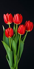 Red tulips isolated on black background.