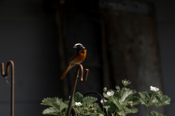 Collared redstart bird small cute with insect
